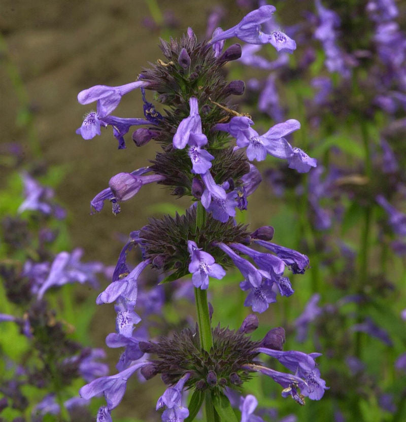  Sitzende Katzenminze Blue Dragon - Nepeta Yunnanensis