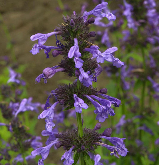  Sitzende Katzenminze Blue Dragon - Nepeta Yunnanensis