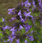  Sitzende Katzenminze Blue Dragon - Nepeta Yunnanensis