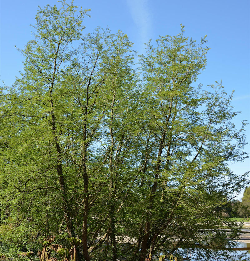  Antarktische Scheinbuche 80-100cm - Nothofagus Antarctica