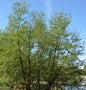 Antarktische Scheinbuche 80-100cm - Nothofagus Antarctica