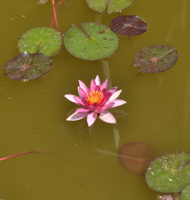  Seerose Chrysantha - Nymphaea