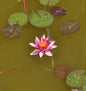  Seerose Chrysantha - Nymphaea