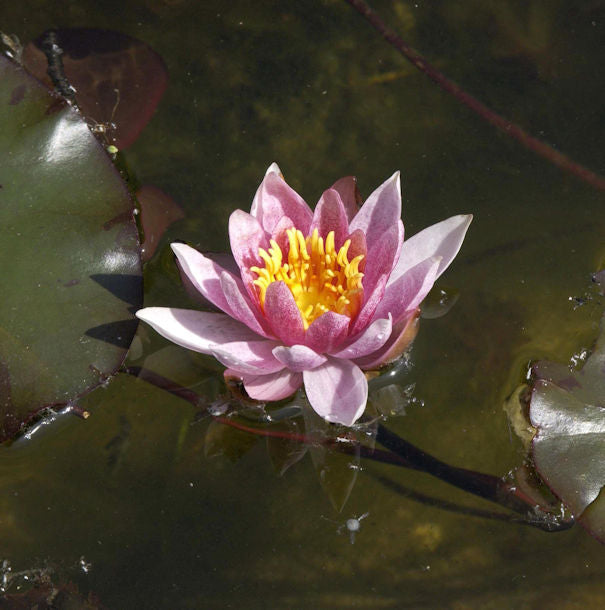 Seerose Froebeli - Nymphaea