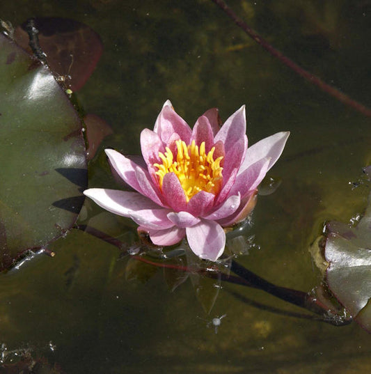  Seerose Froebeli - Nymphaea