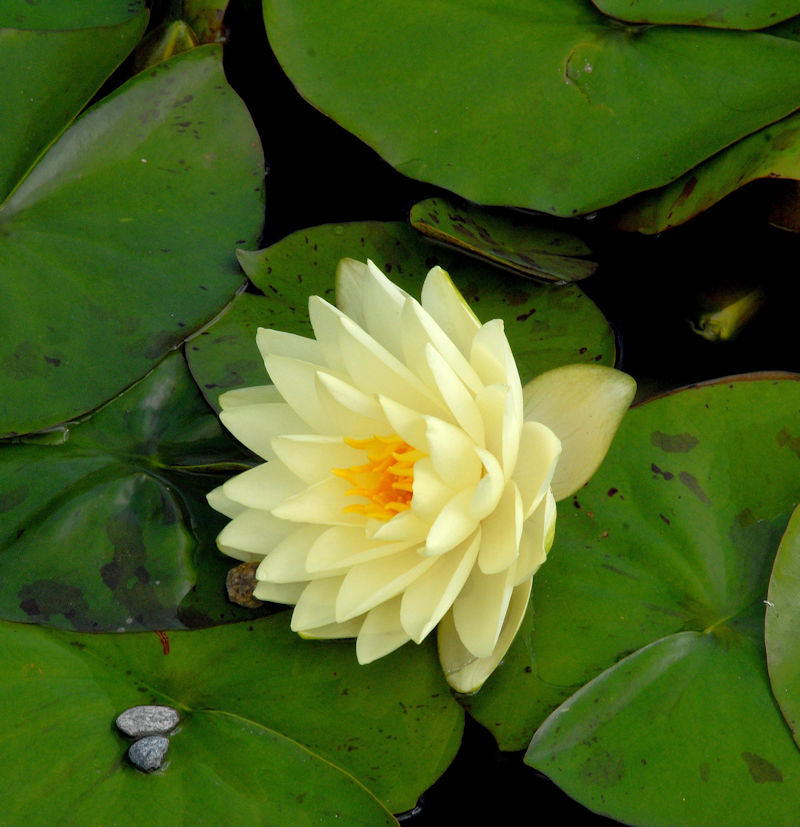  Seerose Gonnere - Nymphaea