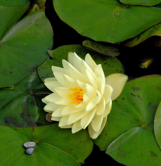  Seerose Gonnere - Nymphaea