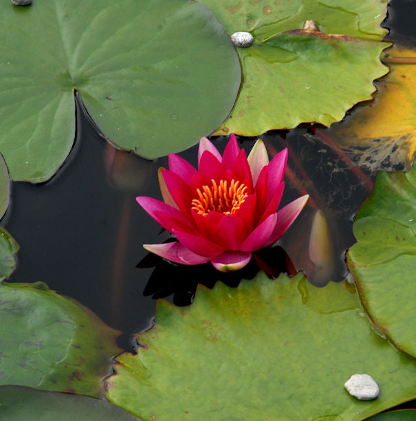  Seerose James Brydon - Nymphaea