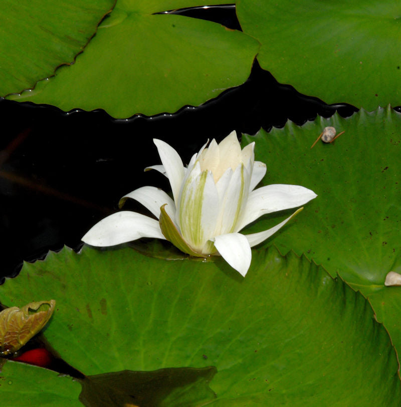  Seerose Marliacea Albida - Nymphaea