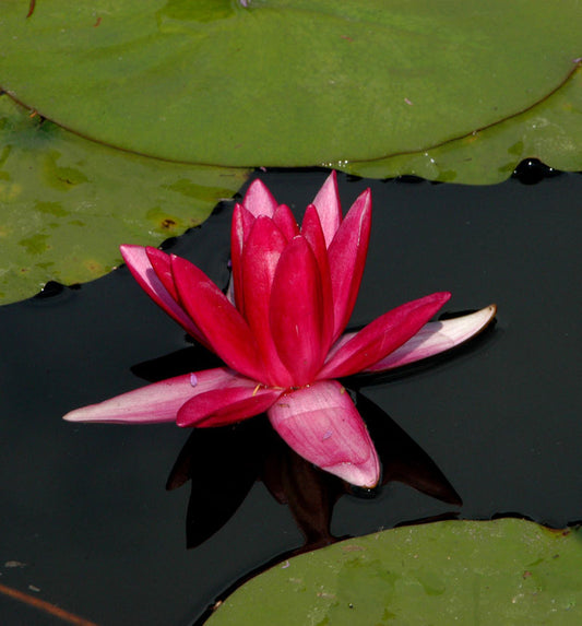  Zwerg Seerose Rubra - Nymphaea Pygmaea