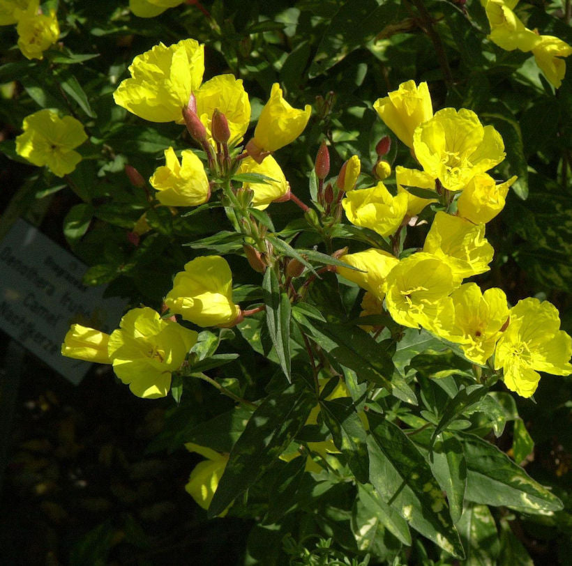  Nachtkerze Camel - Oenothera Tetragona