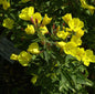  Nachtkerze Camel - Oenothera Tetragona