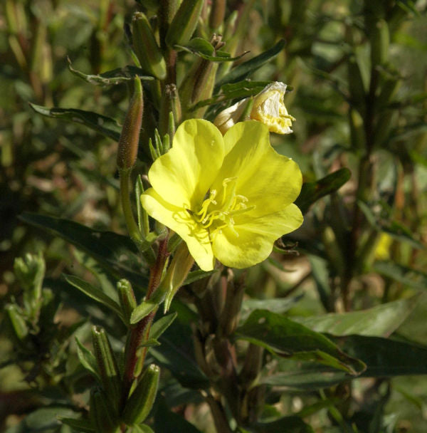  Gemeine Nachtkerze - Oenothera Biennis