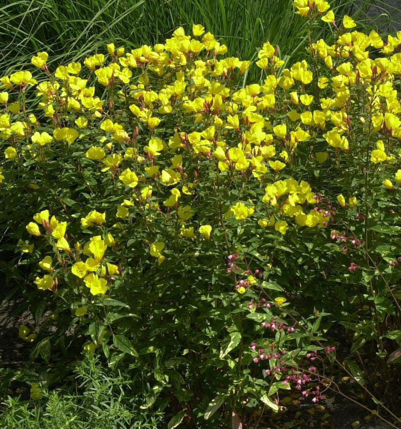  Nachtkerze Michelle Ploeger - Oenothera Fruticosa