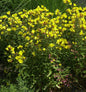  Nachtkerze Michelle Ploeger - Oenothera Fruticosa