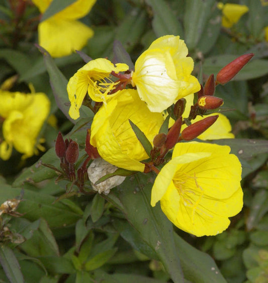  Nachtkerze Fyrverkeri - Oenothera Tetragona