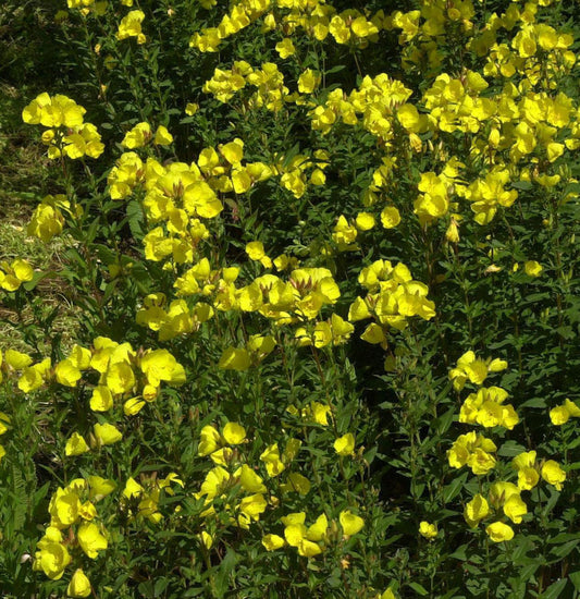  Hohe Nachtkerze - Oenothera Tetragona