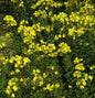  Hohe Nachtkerze - Oenothera Tetragona