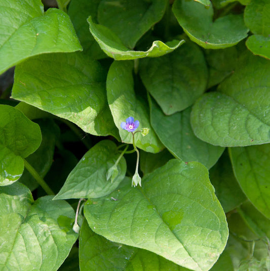  Kaukasus Gedenkmein - Omphalodes Cappadocica