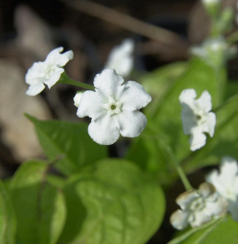  Gedenkemein Alba - Omphalodes Verna