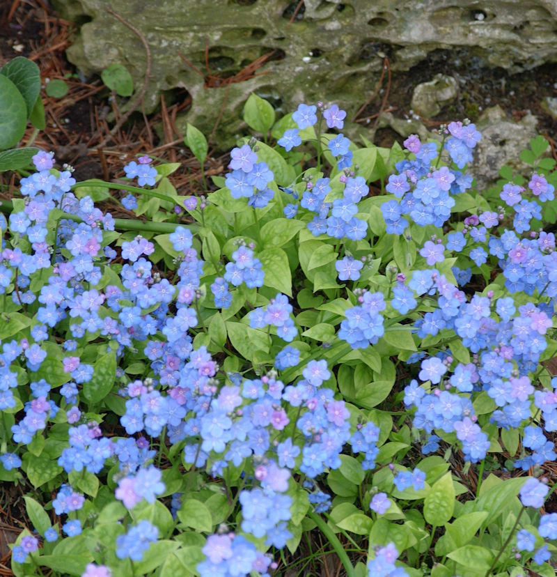  Gedenkemein Elfenauge - Omphalodes Verna