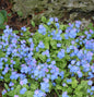  Gedenkemein Elfenauge - Omphalodes Verna