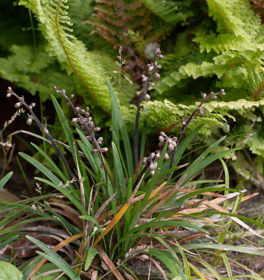  Schlangenbart Minor - Ophiopogon Japonicus