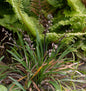  Schlangenbart Minor - Ophiopogon Japonicus