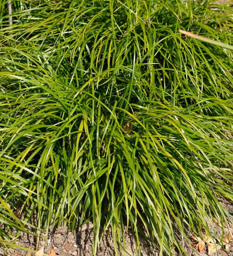  Schlangenbart - Ophiopogon Japonicus