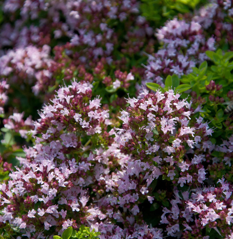  Oregano Gentle Breeze - Großer Topf - Origanum Syriacum