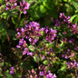 Oregano Hopley - Origanum Laevigatum