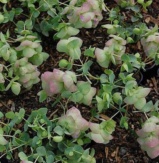  Rundblättriger Majoran Kent Beauty - Origanum Rotundifolium
