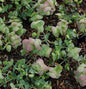  Rundblättriger Majoran Kent Beauty - Origanum Rotundifolium