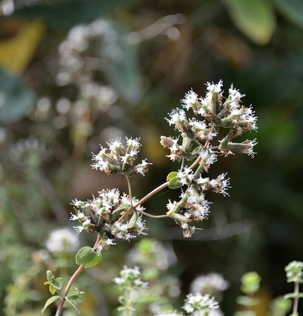  Syrischer Oregano - Origanum Syriacum