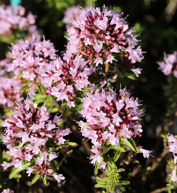  Wilder Majoran Compactum - Origanum Vulgare