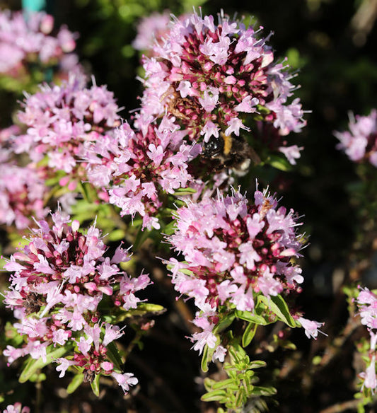  Wilder Majoran Compactum - Origanum Vulgare