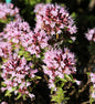  Wilder Majoran Compactum - Origanum Vulgare