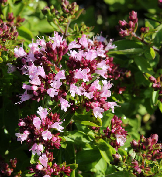  Oregano Hot And Spicy - Origanum Vulgare