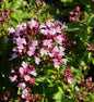  Oregano Hot And Spicy - Origanum Vulgare