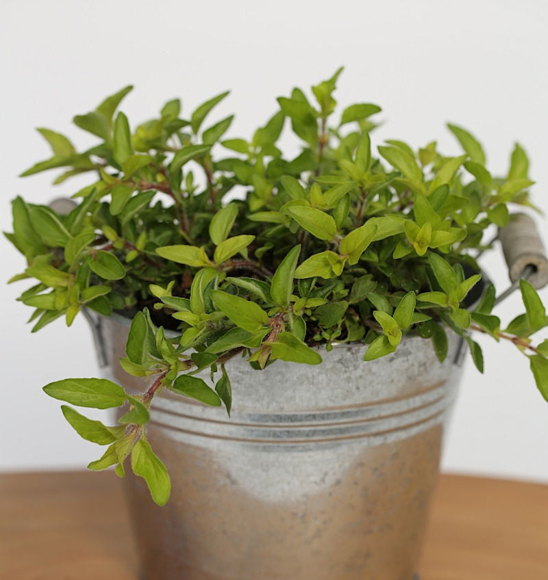 Wilder Majoran Aureum - Origanum Vulgare