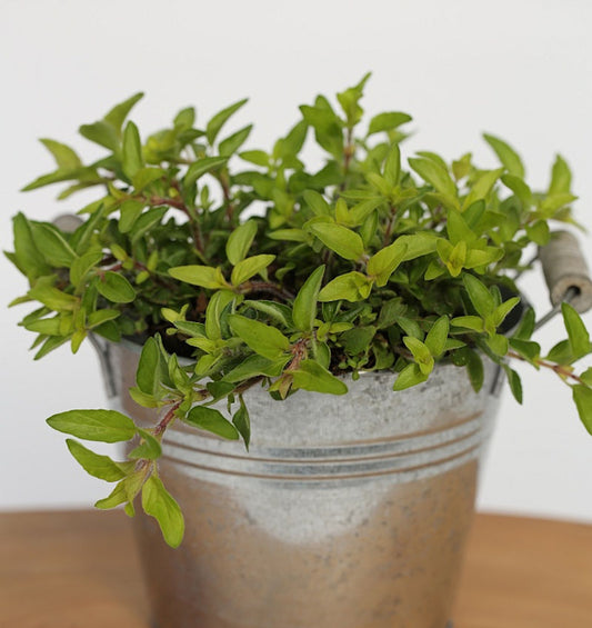  Wilder Majoran Aureum - Origanum Vulgare