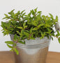  Wilder Majoran Aureum - Origanum Vulgare