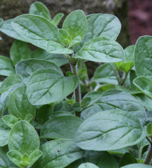  Wilder Majoran - Origanum Vulgare