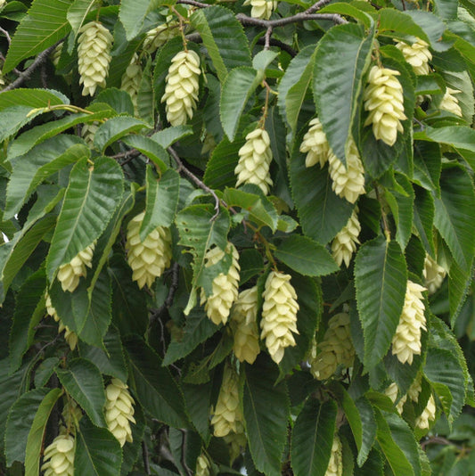 Gemeine Hopfenbuche 60-80cm - Ostrya Carpinifolia