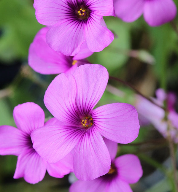  Waldsauerklee Rubra - Oxalis Acetosella