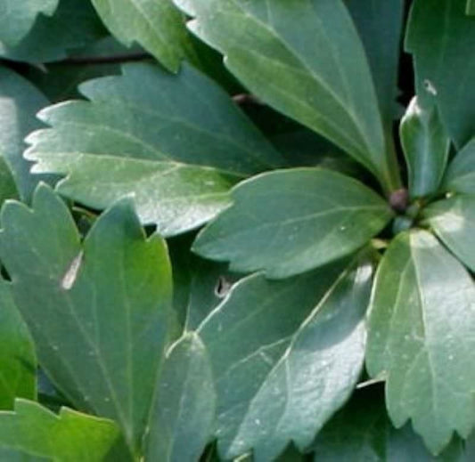  10x Schattengrün Dickmännchen Compacta - Pachysandra Terminalis