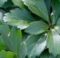  10x Schattengrün Dickmännchen Compacta - Pachysandra Terminalis