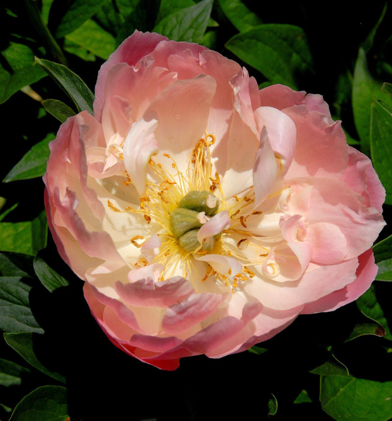  Edel Pfingstrose Coral Sunset - Paeonia Cultorum