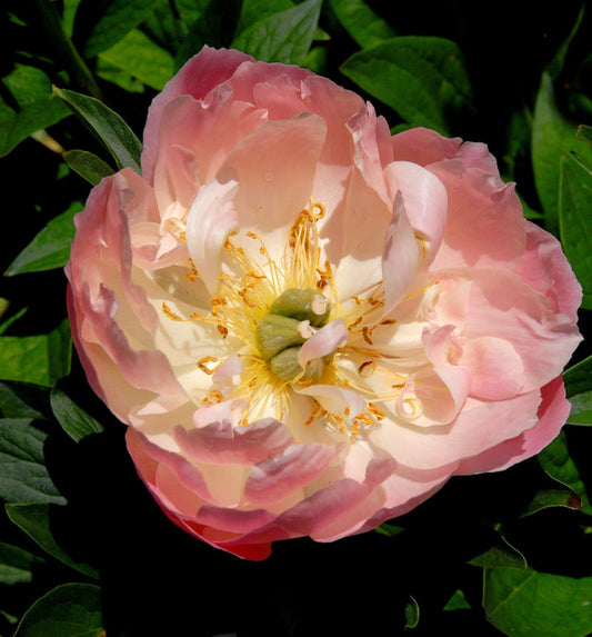  Edel Pfingstrose Coral Sunset - Paeonia Cultorum