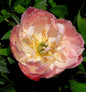  Edel Pfingstrose Coral Sunset - Paeonia Cultorum